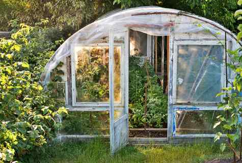 How to carry out autumn sanitation of the greenhouse from polycarbonate